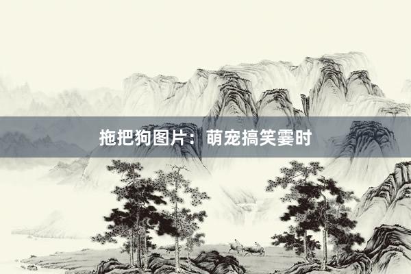 拖把狗图片：萌宠搞笑霎时